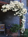 Lady Banks rose